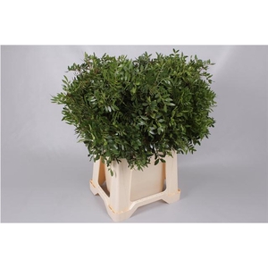 PISTACIA 35 CM SELECT