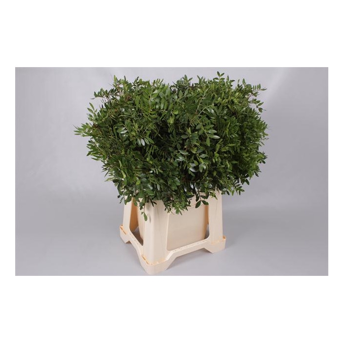 <h4>PISTACIA 40CM  ZWARTE EMMER</h4>