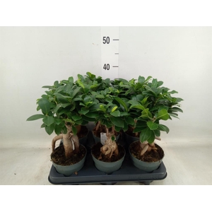 Ficus microcarpa 'Ginseng'