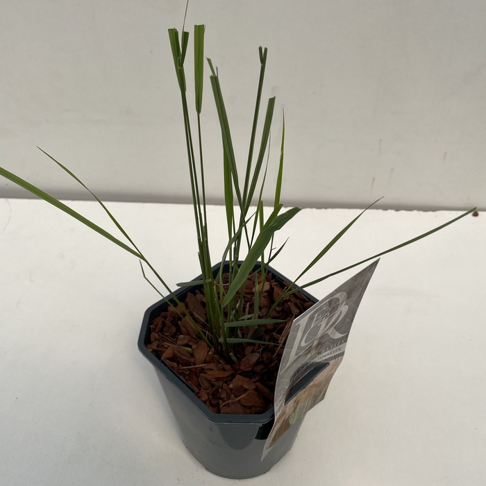 Calamagrostis 'Karl Foerster' P17 (2ltr)