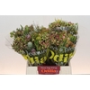 Kaaps Groen Cone Mix Large