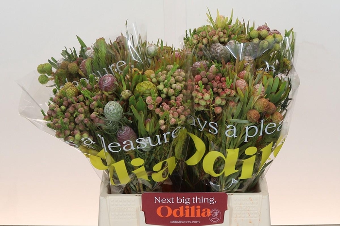 <h4>Kaaps Groen Cone Mix Large</h4>