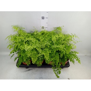 Adiantum raddi. 'Fragrans'