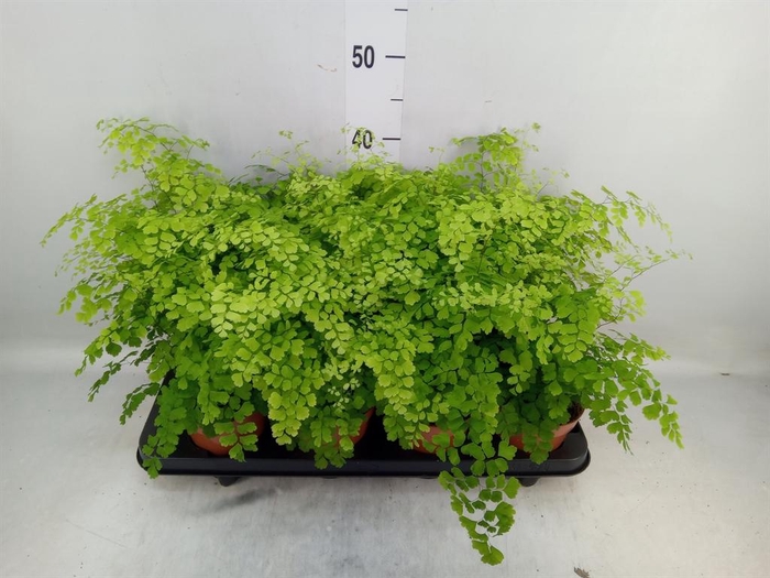 <h4>Adiantum raddi. 'Fragrans'</h4>