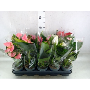 Anthurium   ...mix