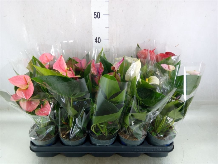 <h4>Anthurium   ...mix</h4>