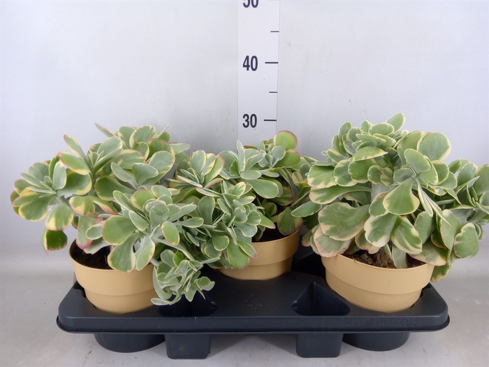 <h4>Kalanchoe NF thyrsiflora 'Red Lips'</h4>