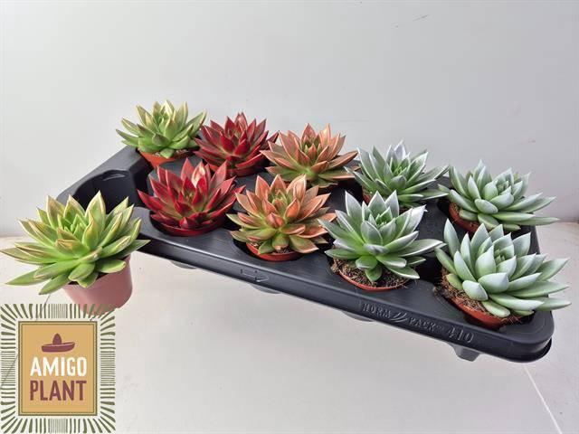 <h4>ECHEV MIRANDA</h4>