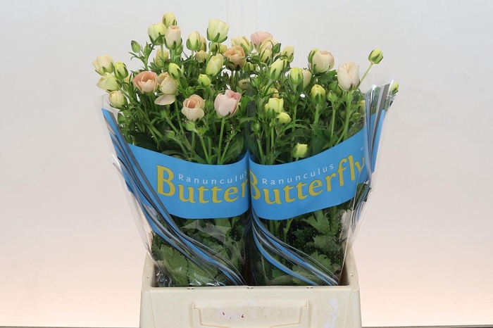 <h4>Ranunculus Butterfly Melissa</h4>