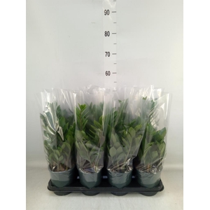 Zamioculcas zamiifolia