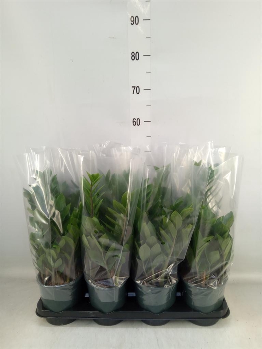 <h4>Zamioculcas zamiifolia</h4>