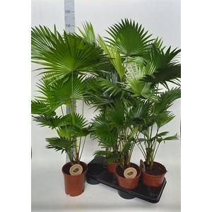 Livistona rotundifolia 17Ø 105cm