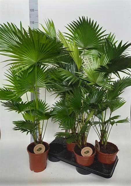 Livistona rotundifolia 17Ø 105cm