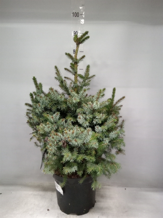 <h4>Picea omorika 'Nana'</h4>