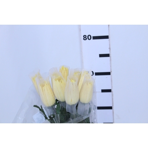 ANASTASIA SUNNY 070 CM AMARELO
