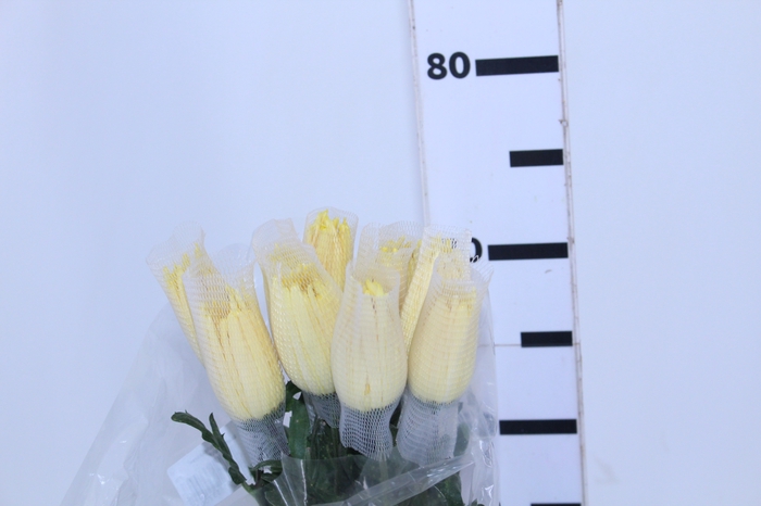 ANASTASIA SUNNY 070 CM AMARELO