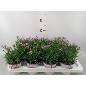 Dianthus  'Pink Kisses'