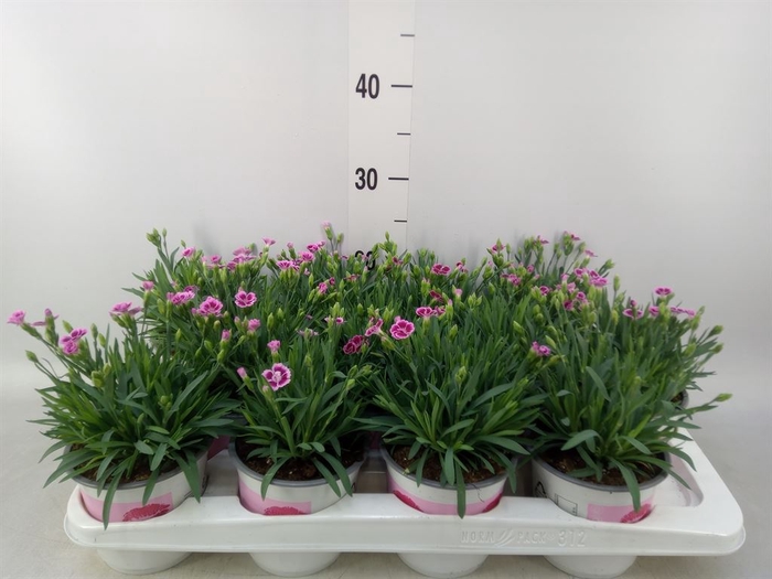 <h4>Dianthus  'Pink Kisses'</h4>