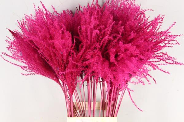 <h4>Df Miscanthus 90cm Cerise</h4>