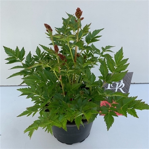 Astilbe roze in tray