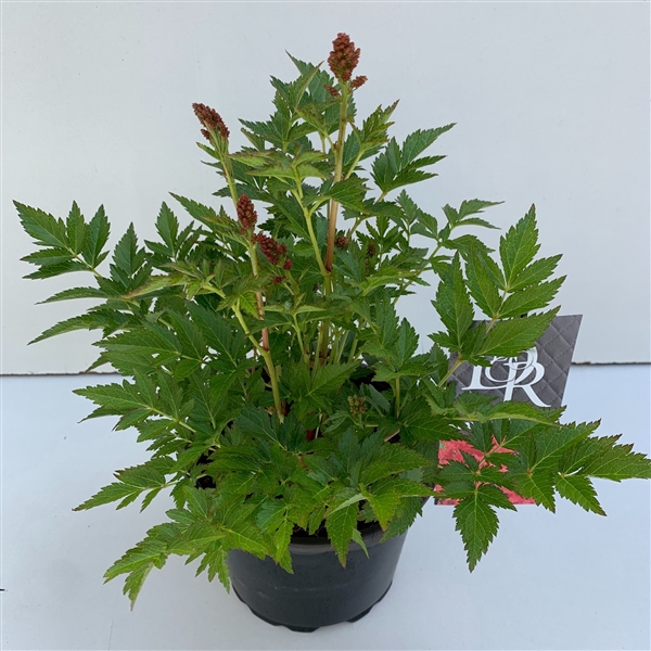 <h4>Astilbe roze in tray</h4>