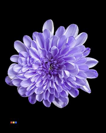 <h4>Chr T Altaj Pastel Lilac</h4>
