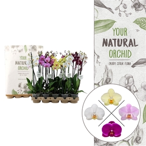 Your Natural Orchid | Eco Mix 60cm | Phalaenopsis 3 spike