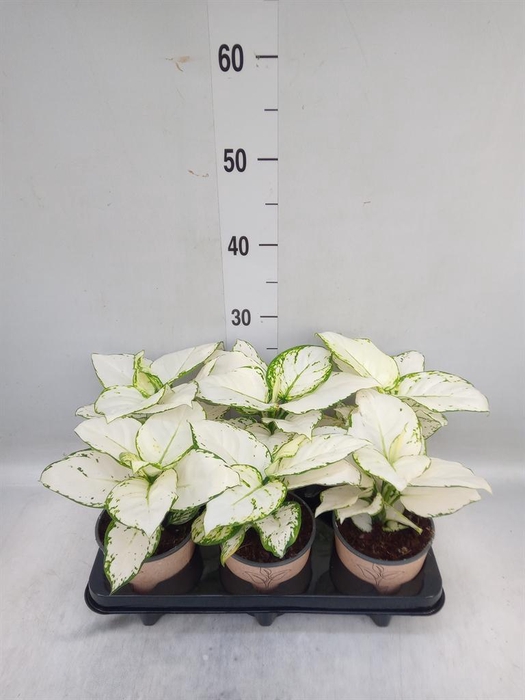 <h4>Aglaonema   ...</h4>