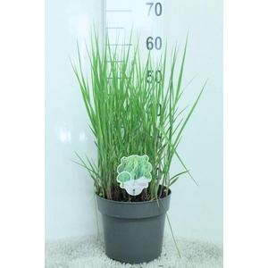 Panicum virgatum 'Heavy Metal'