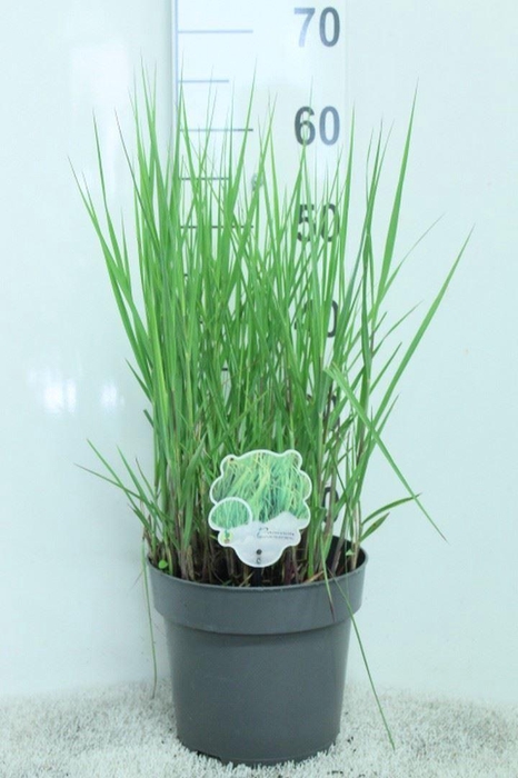 <h4>Panicum virgatum 'Heavy Metal'</h4>