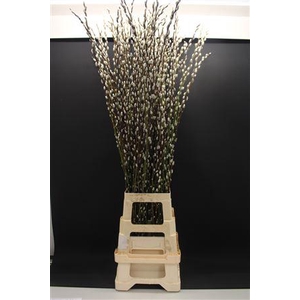 Salix Snow Flake 120cm