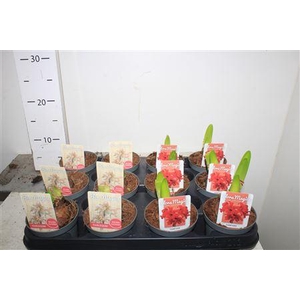 Hipp Gem 4 1 Branche