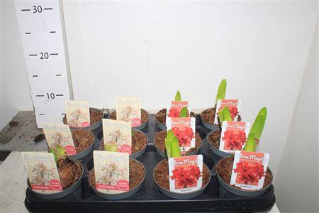 <h4>Hipp Gem 4 1 Branche</h4>