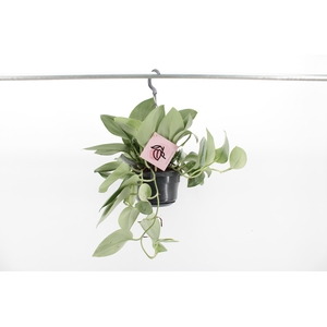 Scindapsus Treubii 'Moonlight'