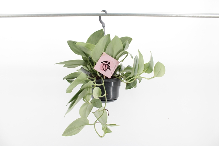 <h4>Scindapsus Treubii 'Moonlight'</h4>