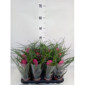 Tillandsia cyanea 'Anita'
