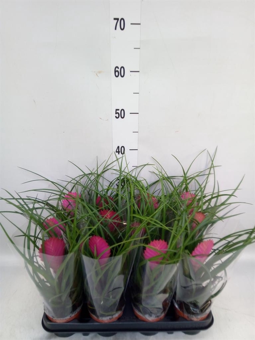 <h4>Tillandsia cyanea 'Anita'</h4>
