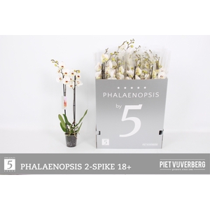 PHAL OV WIT