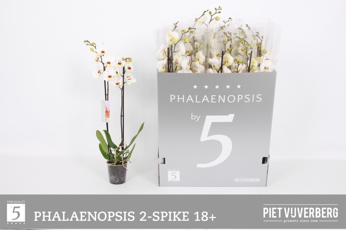 <h4>PHAL OV WIT</h4>
