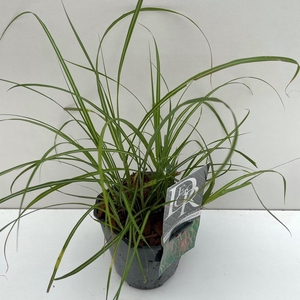 Graminées Miscanthus 'Flamingo'