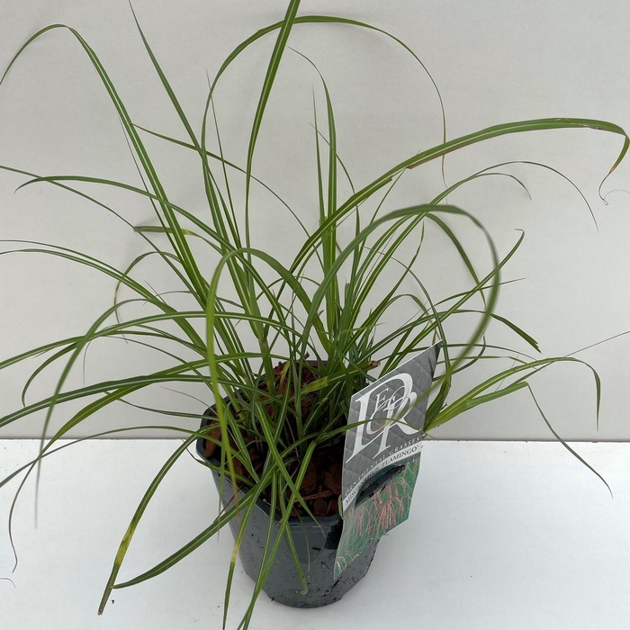 <h4>Graminées Miscanthus 'Flamingo'</h4>