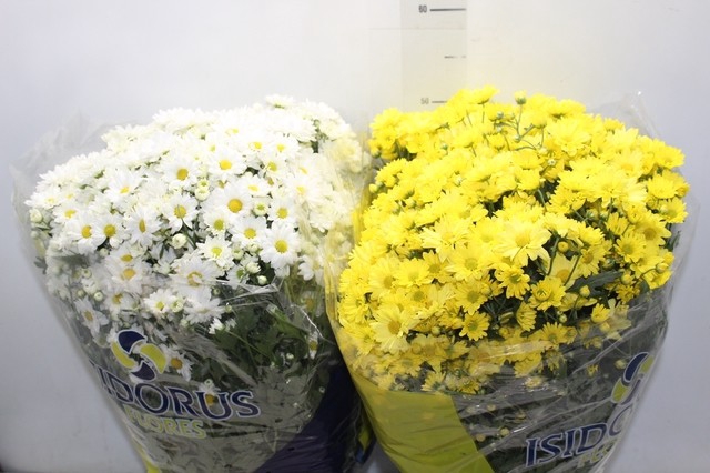 <h4>CRISANTEMO BOLA BELGA P20</h4>