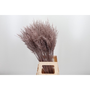 Calamagrostis Kl Bh Champagne