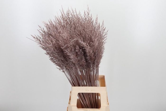 <h4>Calamagrostis Kl Bh Champagne</h4>