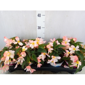 Begonia boliv. 'Angel Pink'