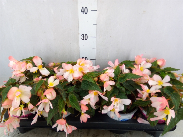 <h4>Begonia boliv. 'Angel Pink'</h4>