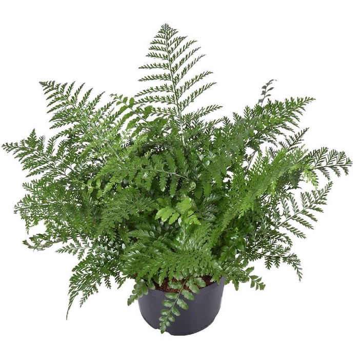 <h4>Asplenium Parvati</h4>