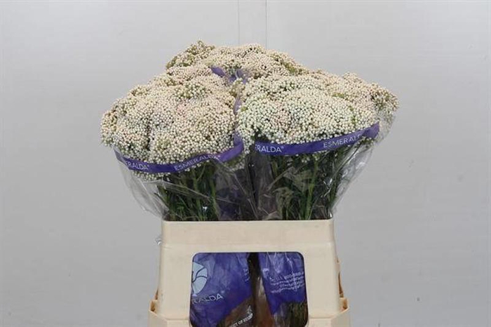 <h4>Ozothamnus Cooks Snow White</h4>