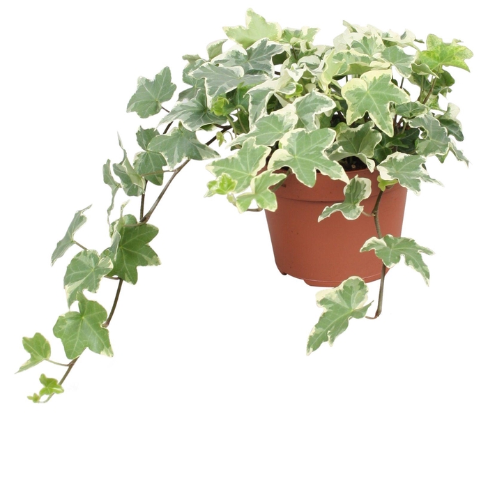 <h4>Hedera helix Tonny</h4>