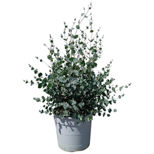 Eucalyptus gunnii